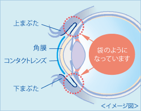 目の構造イメージ図